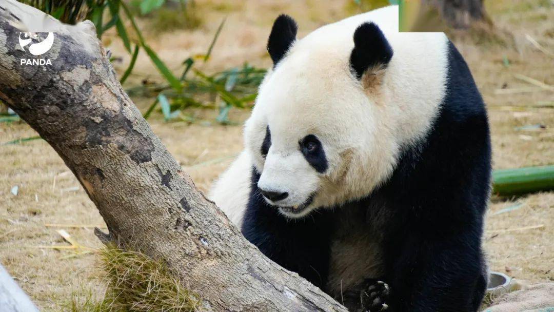 电脑壁纸已送达大熊猫含量100