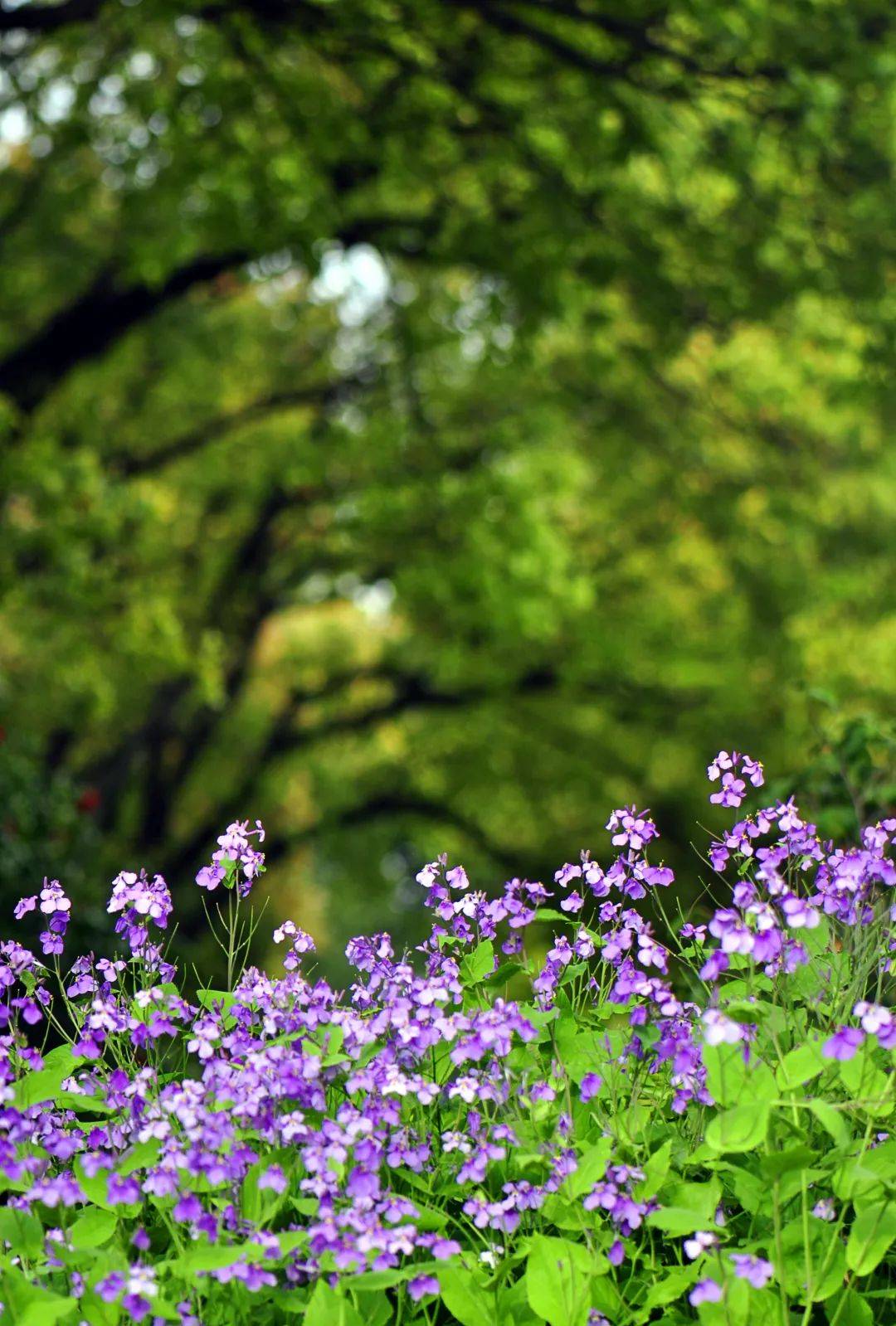 上海这个免费公园有片紫色花海仿佛置身普罗旺斯