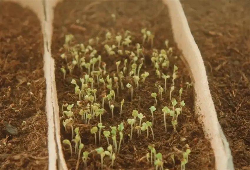 利用窗台和小阳台,变出自家小菜园_方法_植物_豆芽