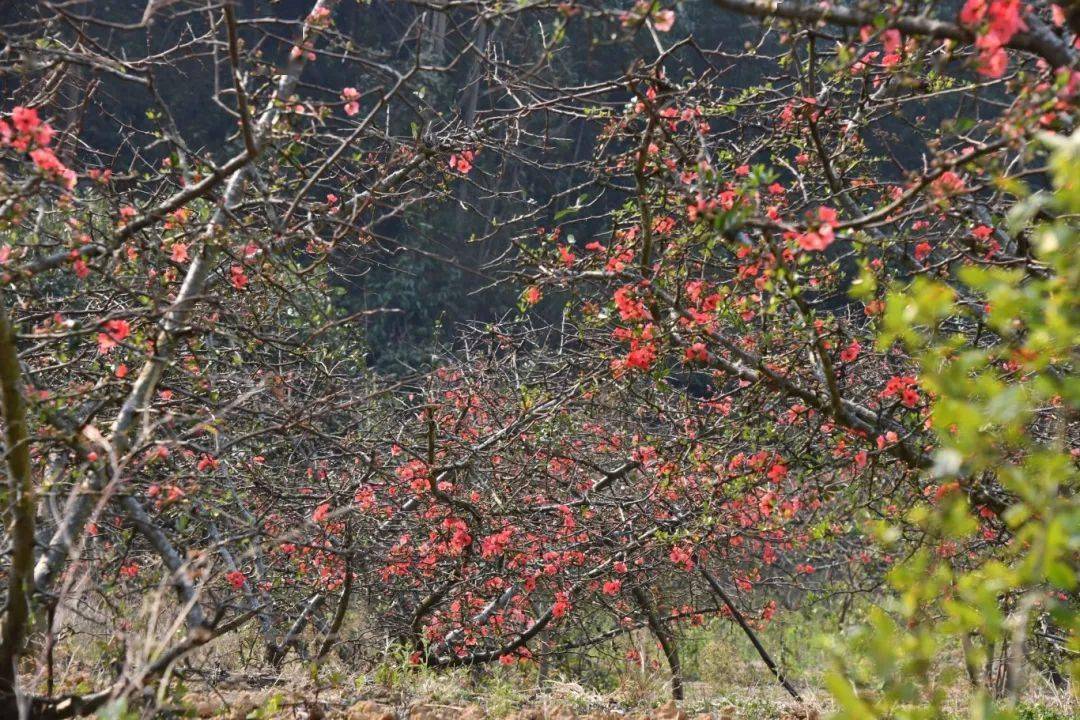 娇艳热烈走进横山村的酸木瓜园春意盎然的三月沉浸在这花的海洋春的