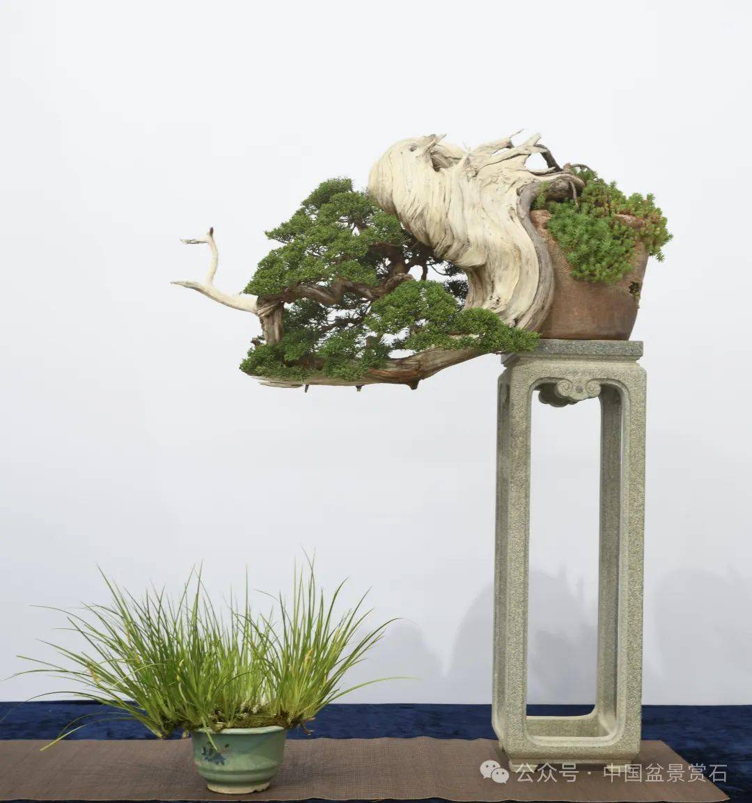 红作品▲"踏足云涧"柏树 飘长66cm 吕兴红作品▲"谦谦君子"雀舌罗汉松