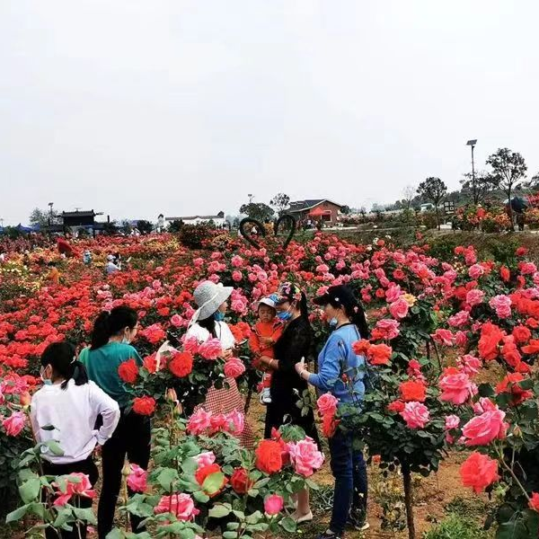 推荐路线:炎帝紫薇园月季花海—炎帝故里九龙岛郁金香—悠然山庄