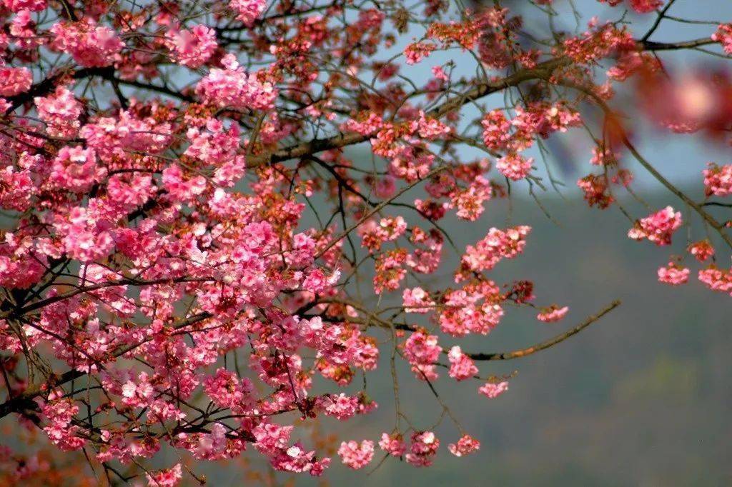 樱花桃花樱桃花昆明已是一片片浪漫樱红周末走起