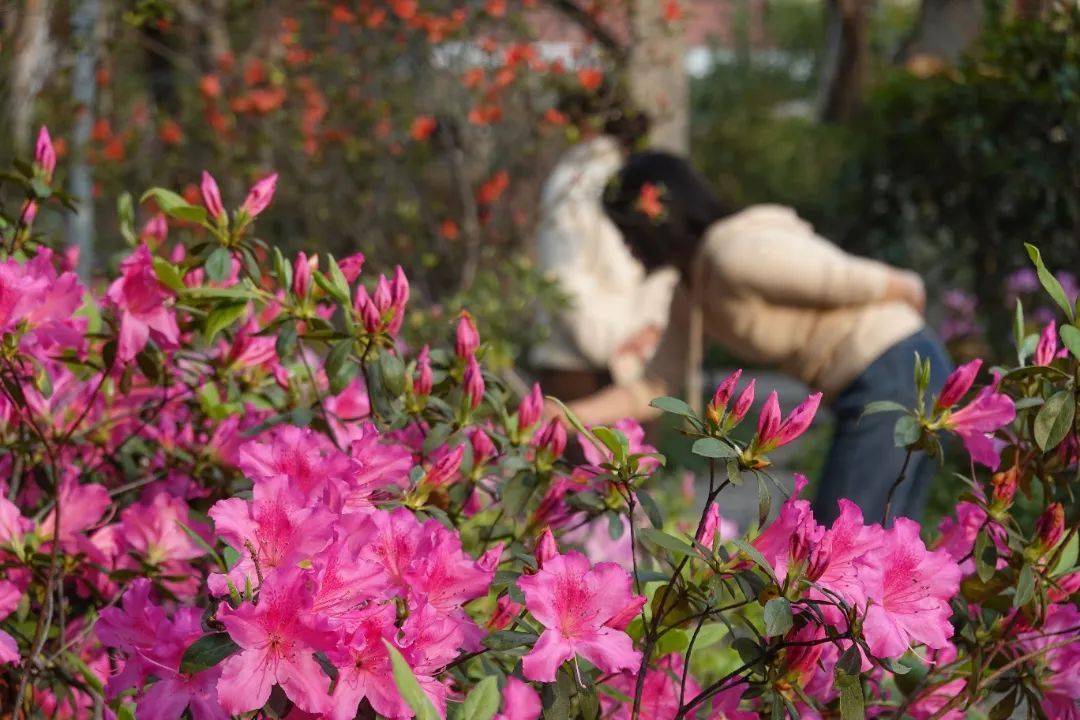 杜鹃花_品种_市民