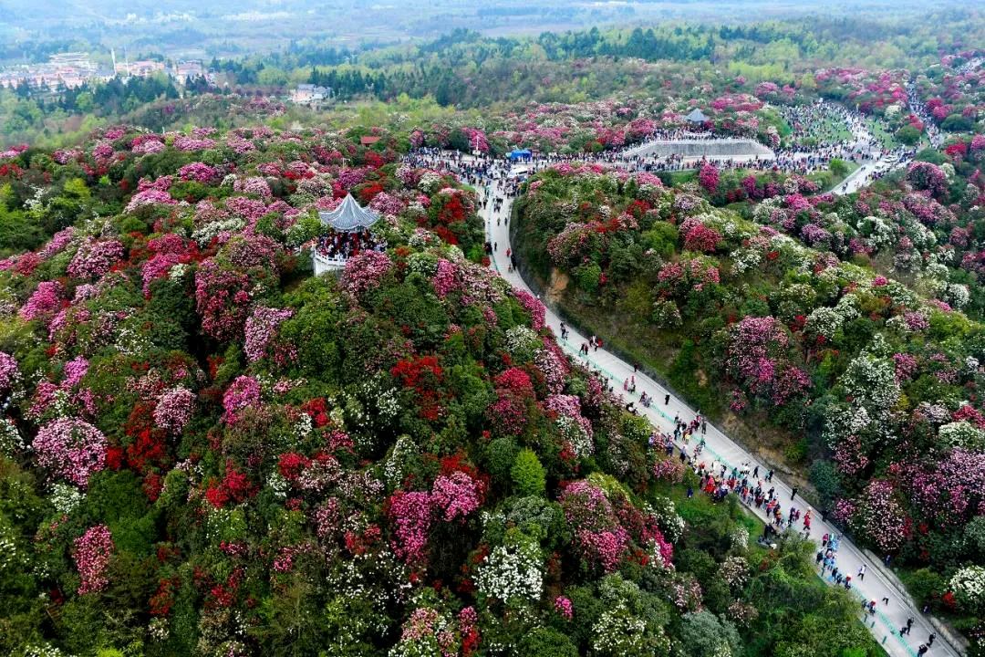 龙川四都花海图片