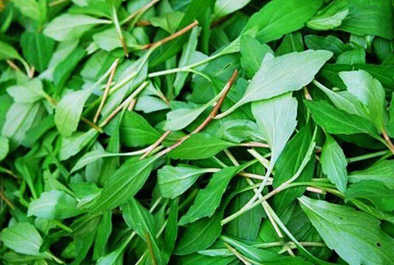 马兰头的清香,是专属春天的味道,尤其在江浙沪一带,深受人们喜爱.