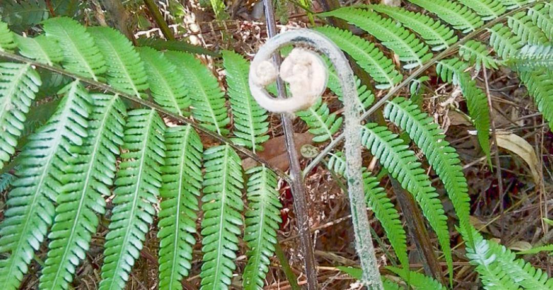 看到这种花千万别乱挖否则牢底坐穿