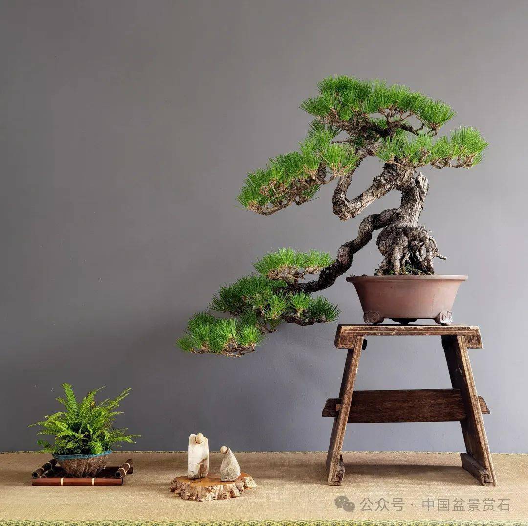 巧手塑绿意,闪耀"她力量"_盆景_女性_cm