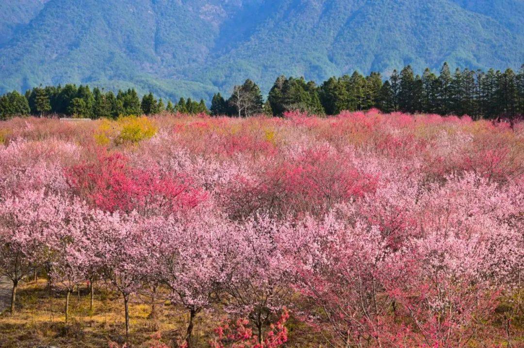 福建省南平市市花图片