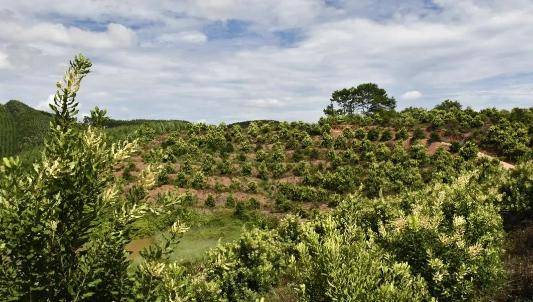 澳洲_种植_坚果