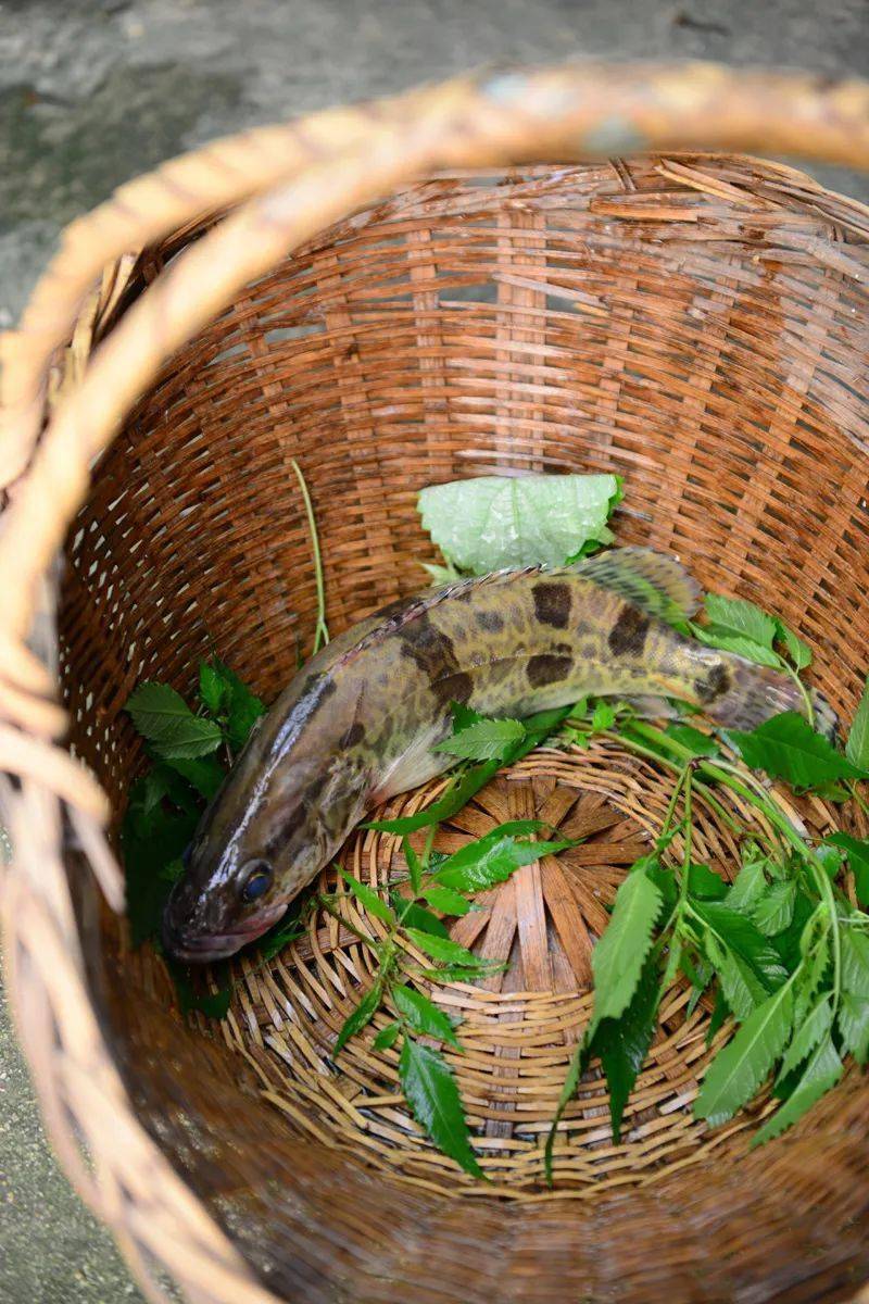 中国江鲜食材大全