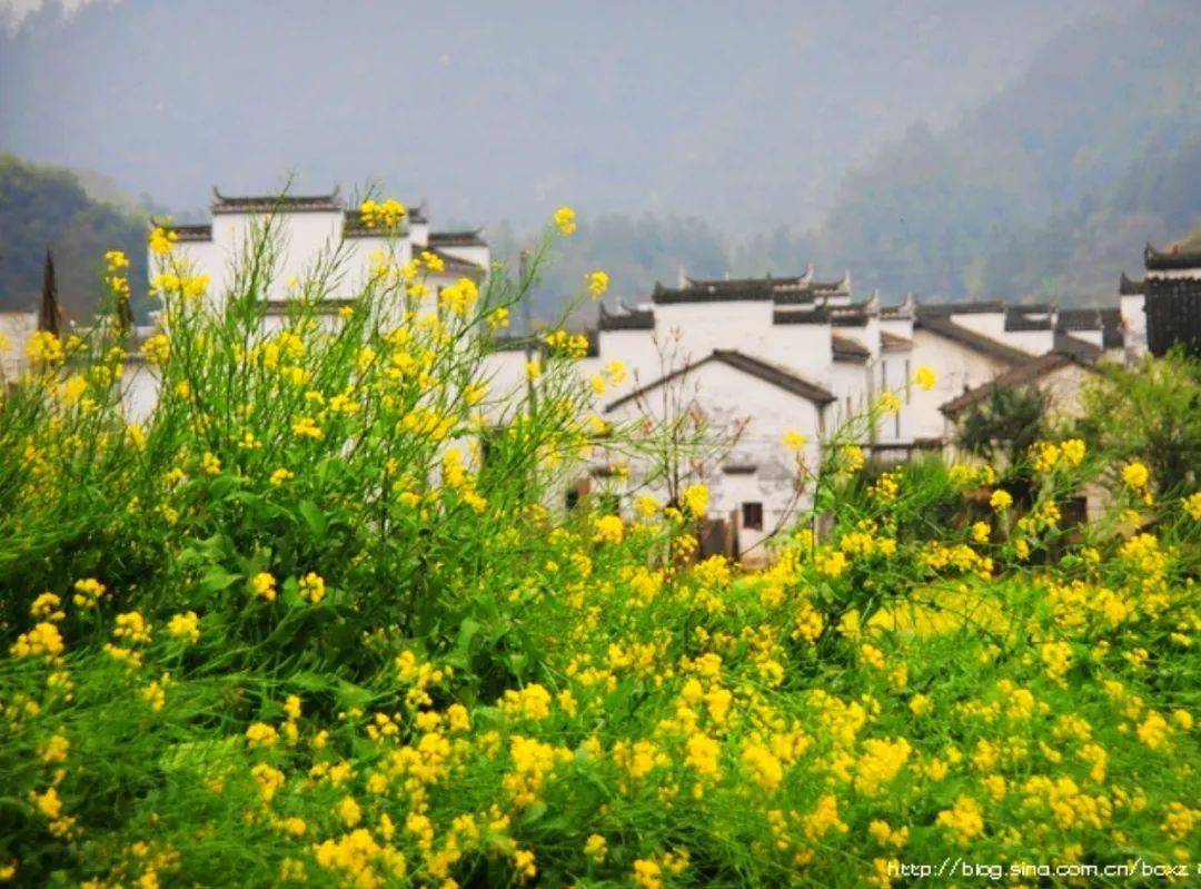 春游江南(1)︱三月到婺源看油菜花