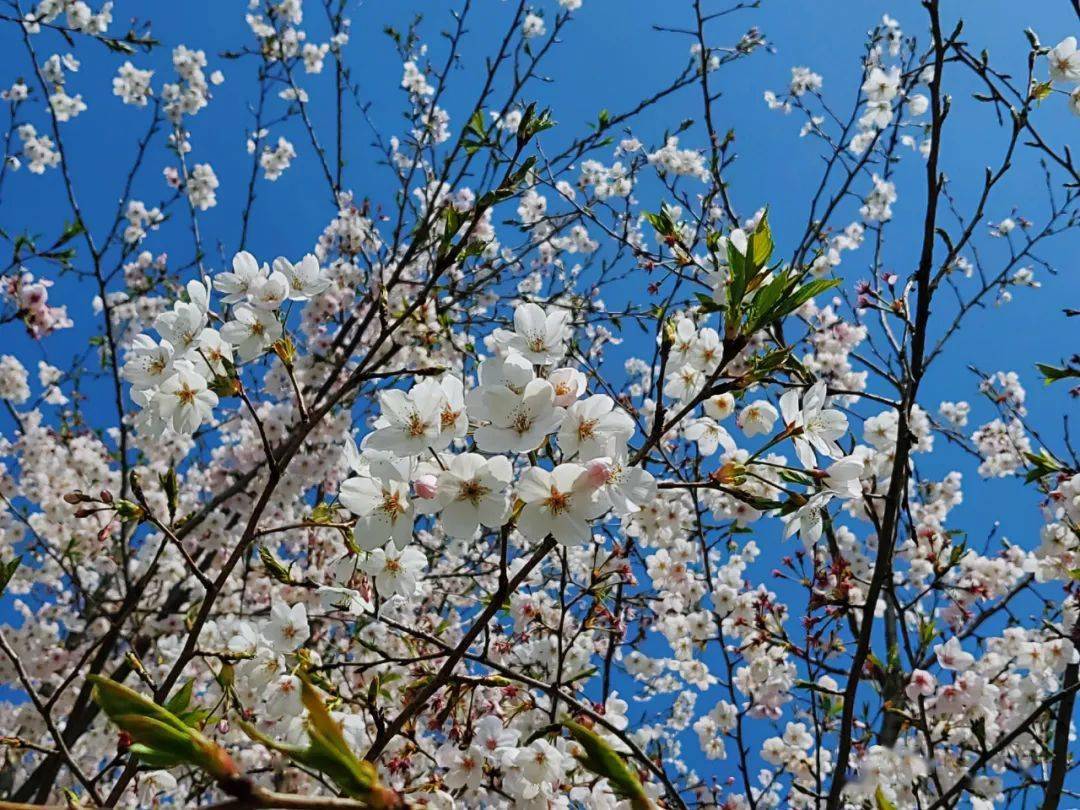 樱花什么时候开花季节图片