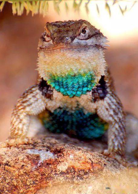 你说这对跳舞的是螳螂夫妇还是蝴蝶夫妇超和谐画面,小松鼠伏在鸟上面