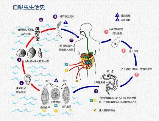 学好医学寄生虫学不在话下既可以横向理解,又可以纵向比较进行整合