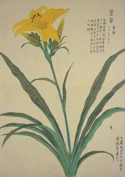 值得收藏!工笔花卉植物图谱,太实用了