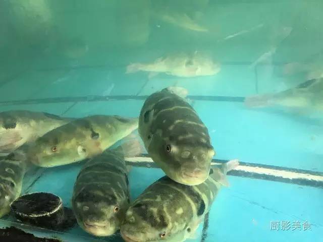 虽然国家禁令不得销售河豚活鱼,但是在中国的水产市场上依然有销售