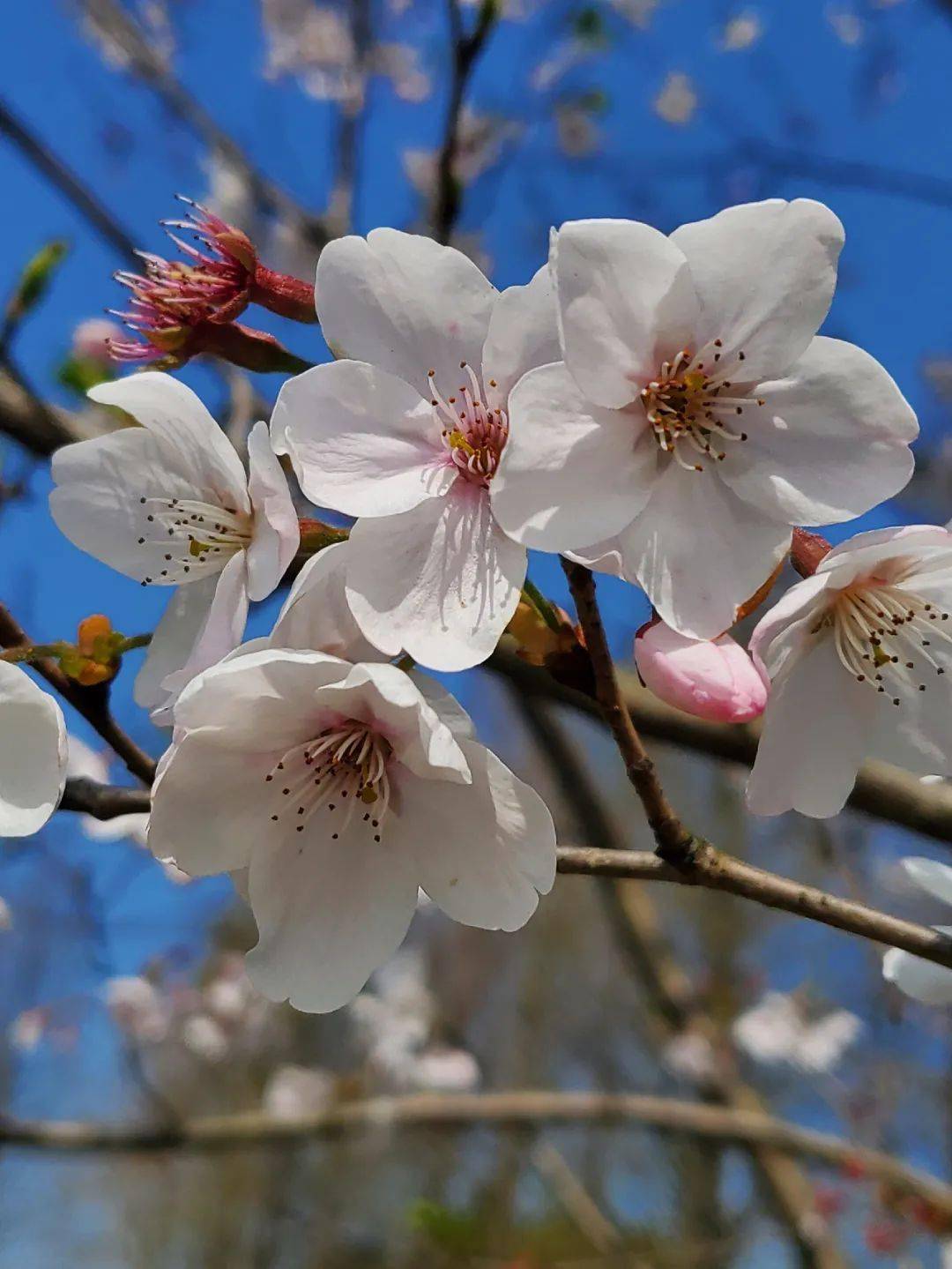 樱花什么时候开花季节图片