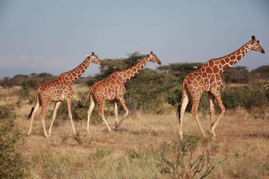 暑假去非洲看动物大迁徙,一生一定要见证一次的神迹_孩子_长颈鹿_保护