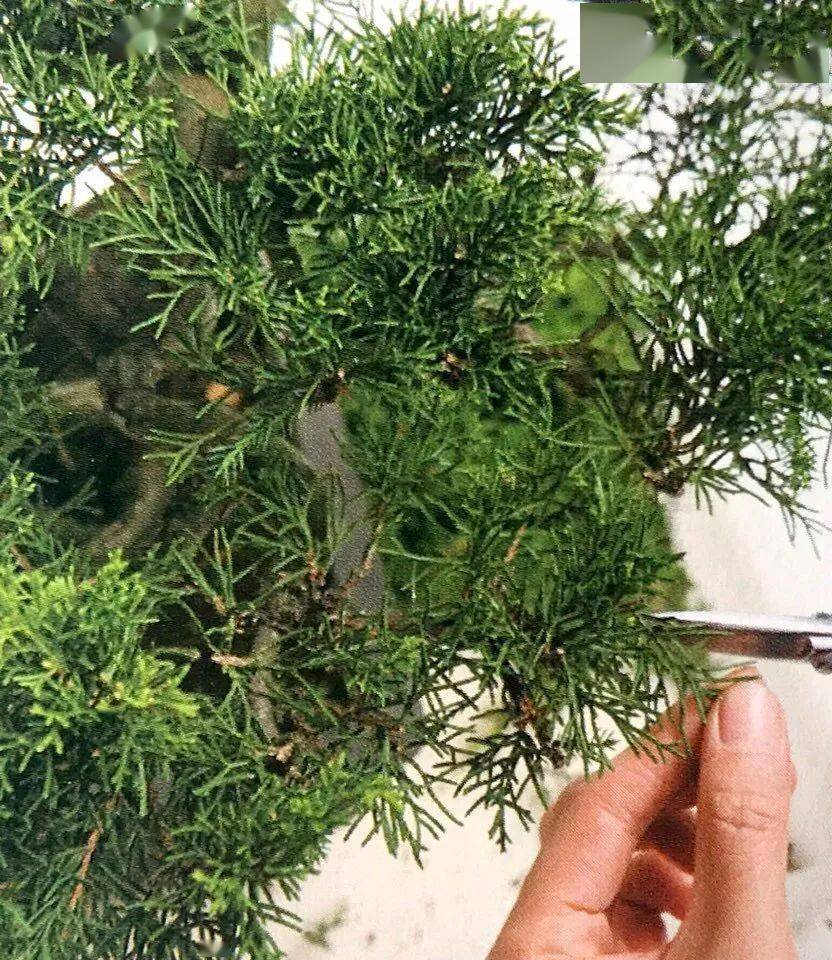 盆景造型有捷径枝架的制作就是最大的捷径