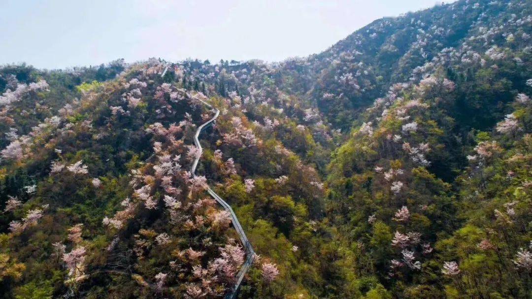 春风涤荡,蜂蝶戏舞赏花地图七一路门票 | 免费地址 |七一路天马寨门票