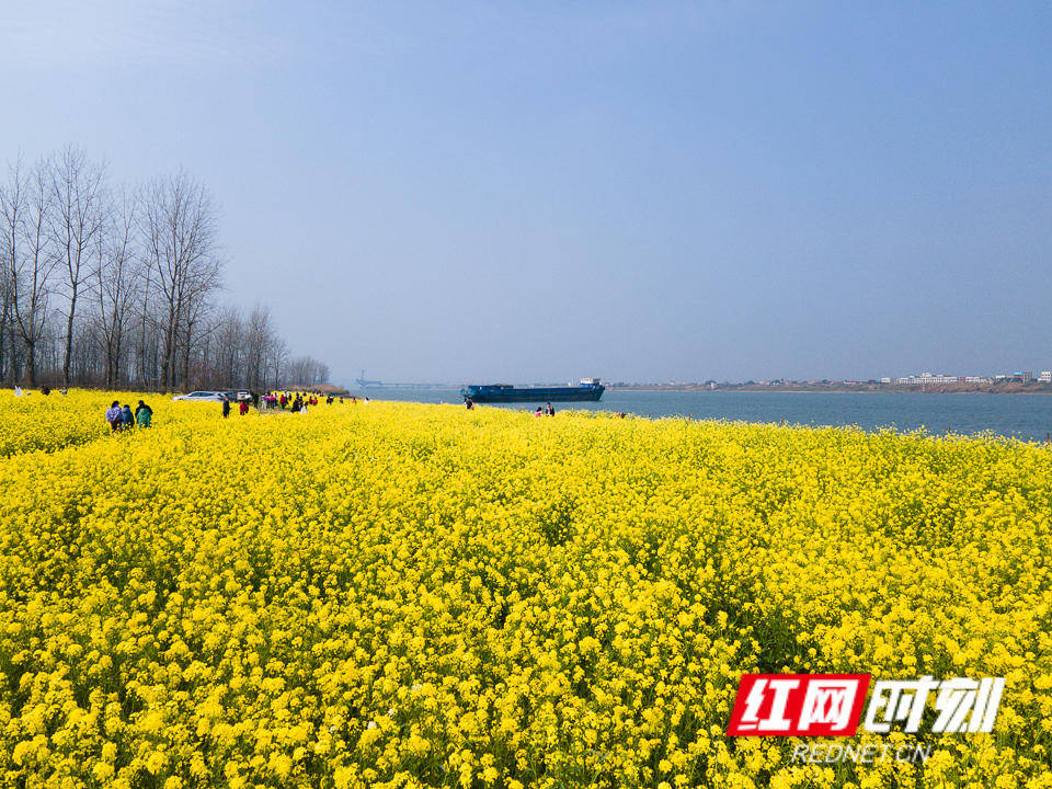 长沙鹅洲岛油菜花盛开如海_李长_徐来_天气