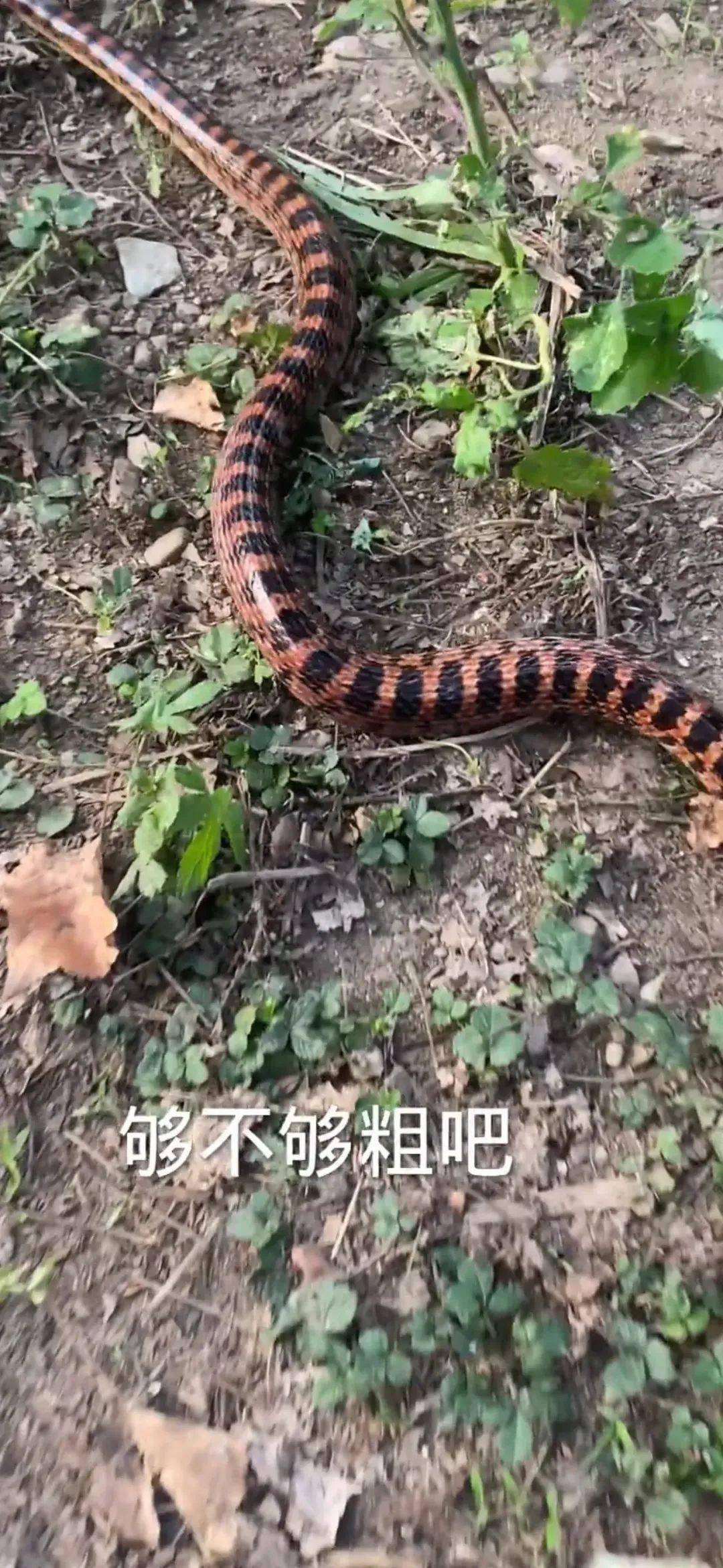 只见这蛇盘在荒地这里,模样甚为恐怖,居然布满了黑黄相间的条纹,这样