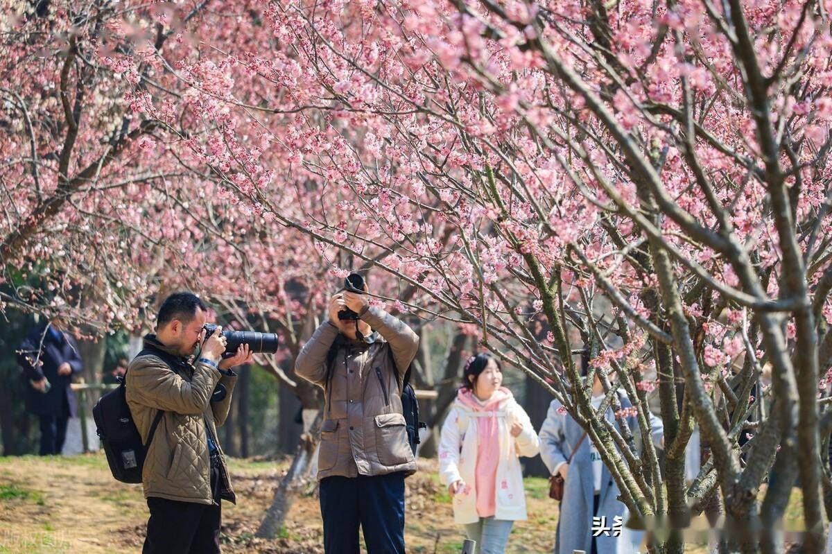 江苏南京中山植物园樱花绽放,吸引人们前来踏青赏花,拥抱春天_时节