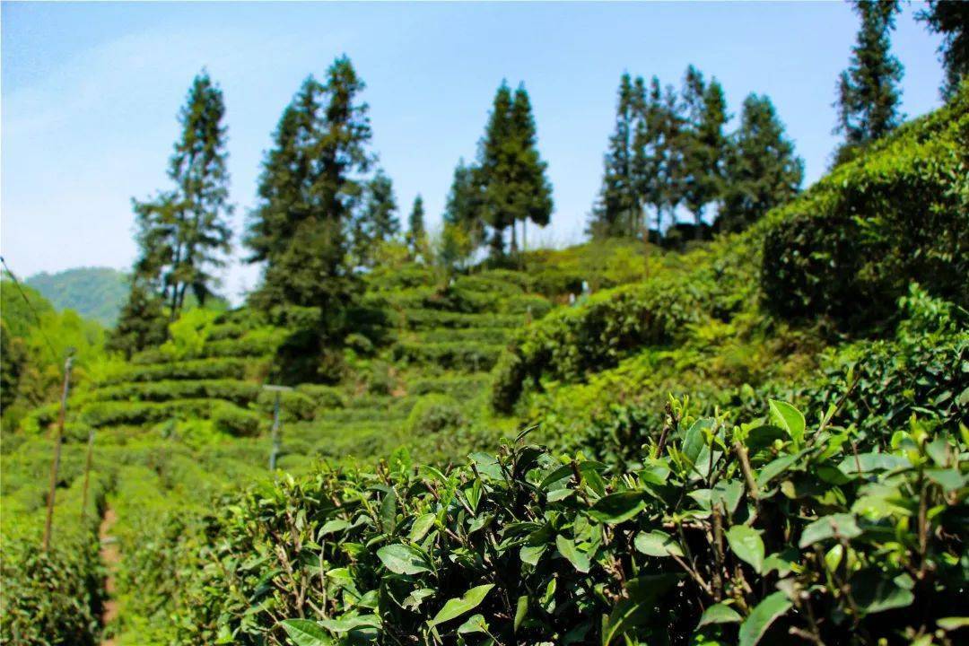 青城道茶生态观光园,依托传承千年的青城茶山而建,茶园核心园区面积达