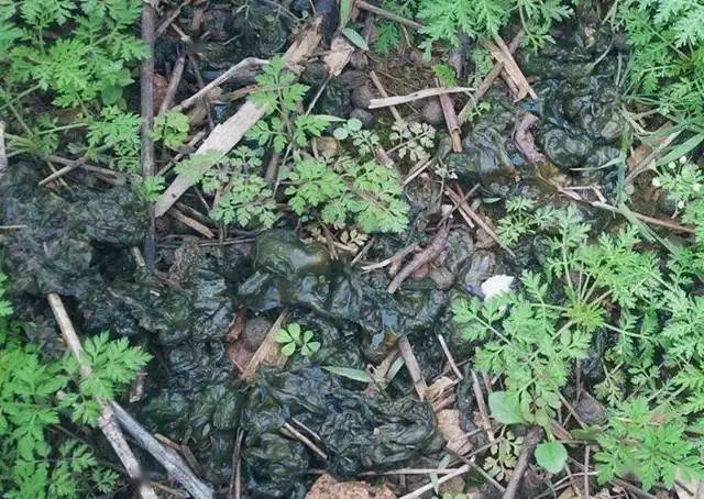 地衣_网友_地方