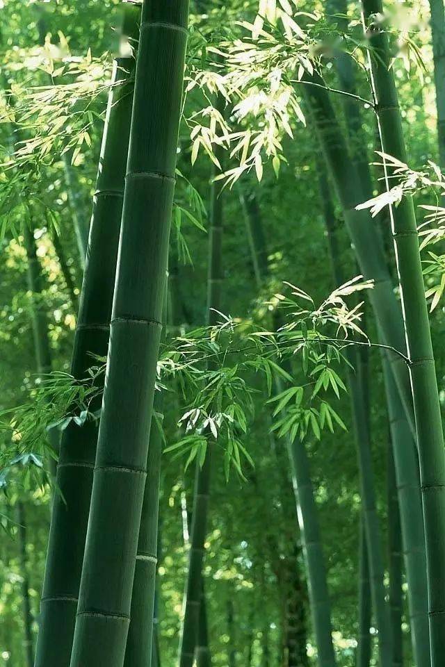 梅兰竹菊