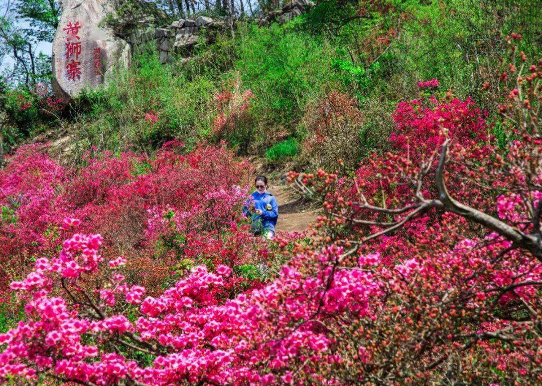 赏花地图龟峰山门票 | 110元地址 | 麻城龟峰山景区天马寨门票 | 50元