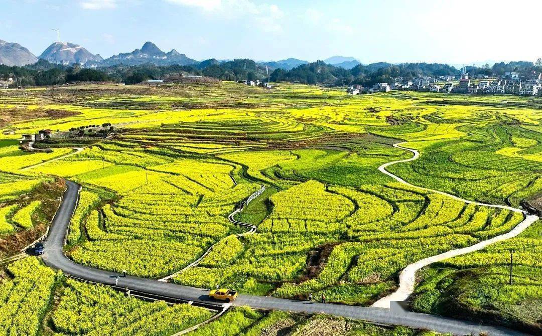 柳州周边油菜花景点图片