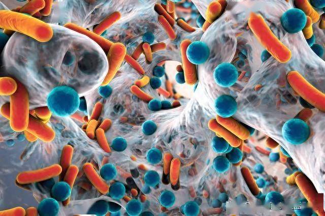 黑色素瘤免疫治疗成功的微生物钥匙肠道微生物组的纵向分析