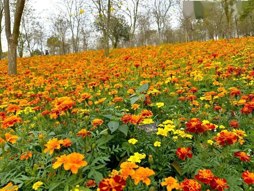 中山春日赏花地图出炉内有智能音箱花海门票大派送