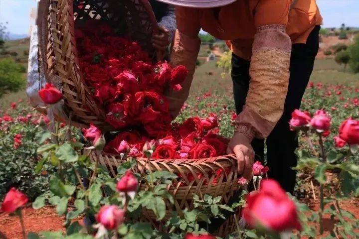高海拔地区成长的墨红玫瑰花青素更高,充足的阳光和优 质土壤,造就了