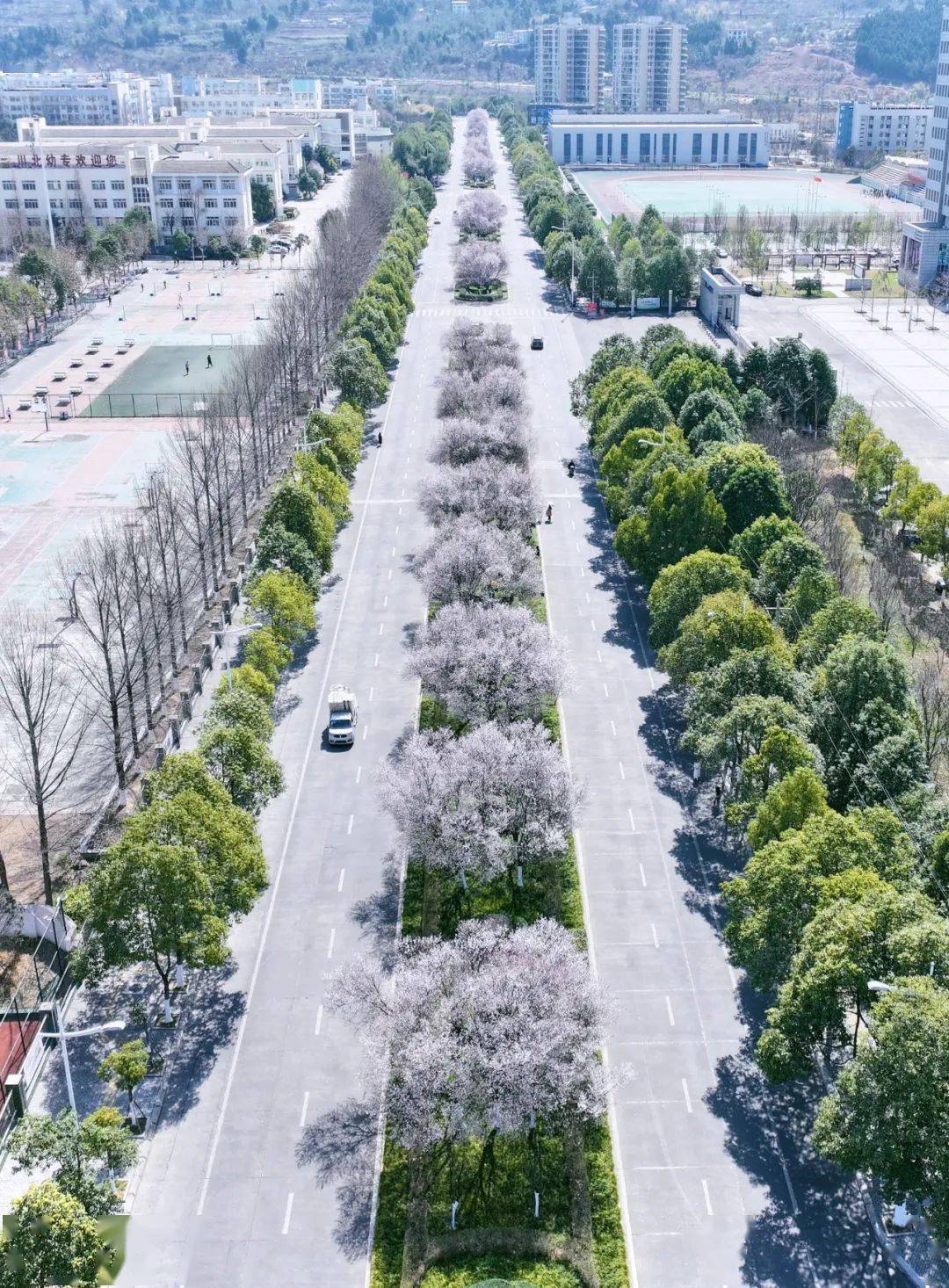 坐标广元,看雪峰"网红大道"能美成什么样_叶李_花瓣_内容