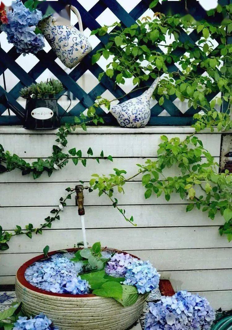 但是只要您有时间和耐心它们将带给您满园春色与毛地黄一起的金色庆典