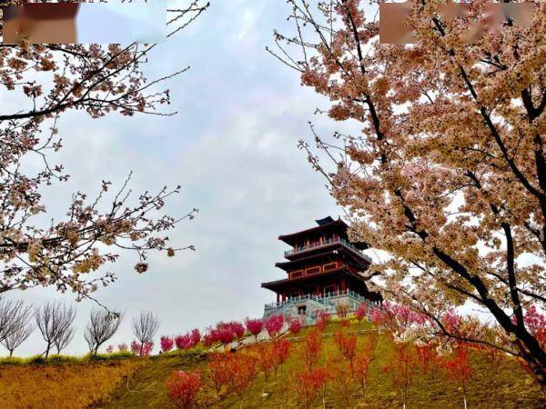 郑州最高22℃!这份春日温柔限定请收下→_公园_月季_梅花