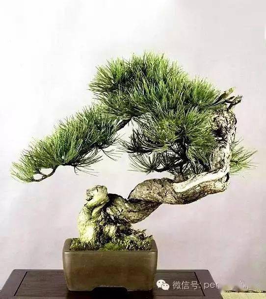 二月二龙抬头鸿运当头