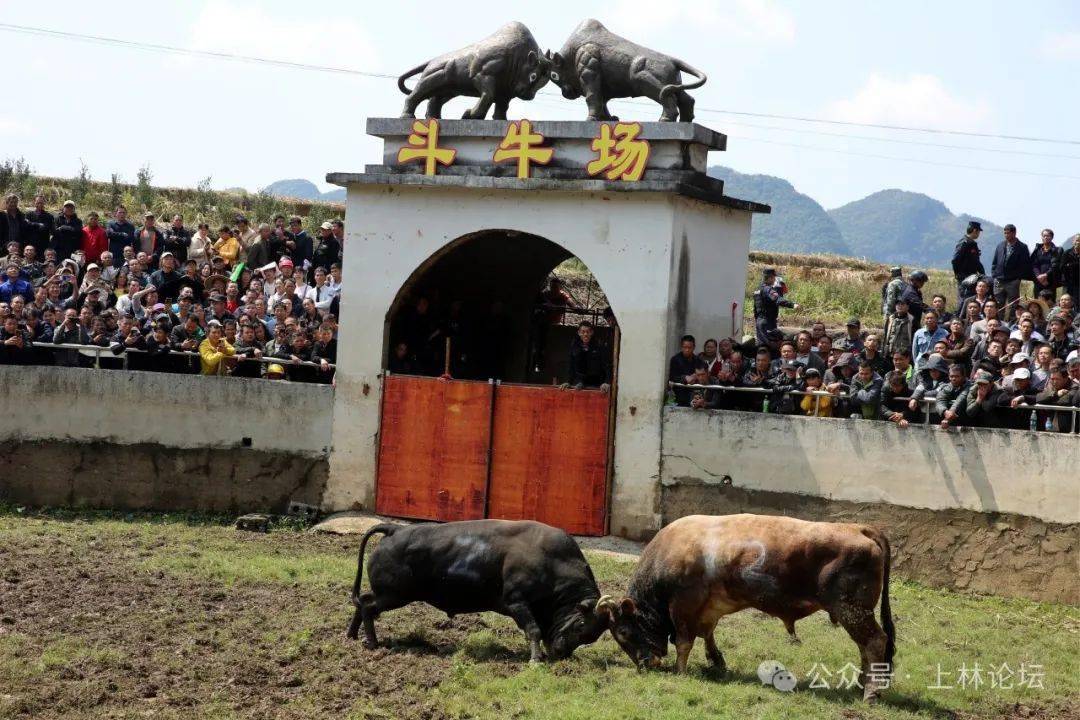 燃爆了!今天(二月二)上林木山乡卢於春社民俗活动现场人山人海