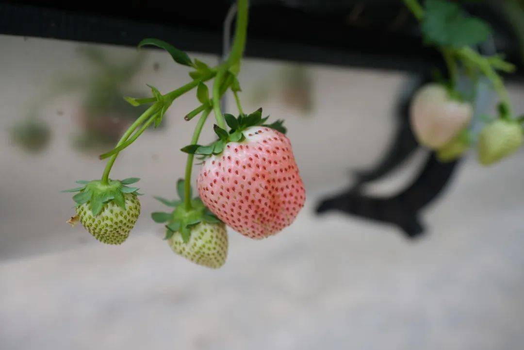 白的,粉色的草莓点缀在青翠欲滴的绿叶之间朵朵洁白的小花凌空"盛放"