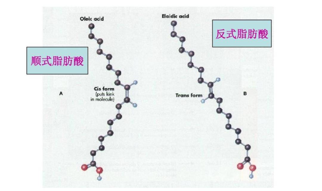 反式脂肪酸结构图片