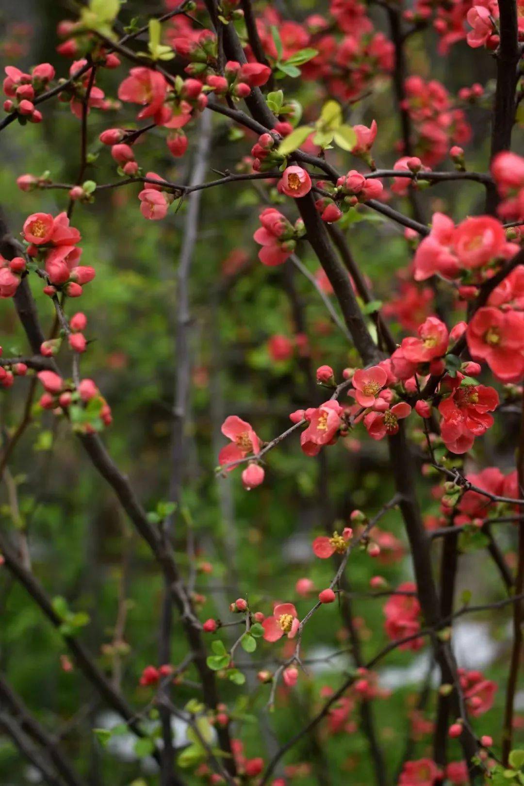 海棠花开似锦,花形较大,新长出的嫩叶簇拥着4-7朵花缀满枝条,长长的