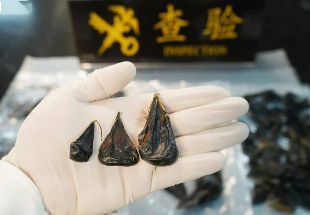 经进一步查验,从凌某随身携带的布袋内查获大量干燥处理的黑褐色动物