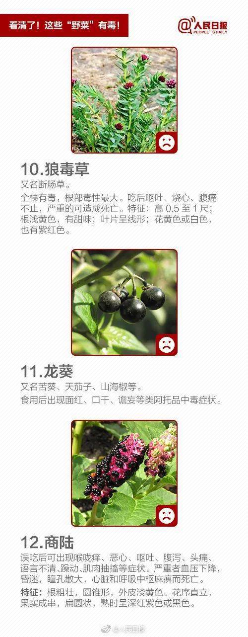 重要提醒路边的野菜不要碰不要吃