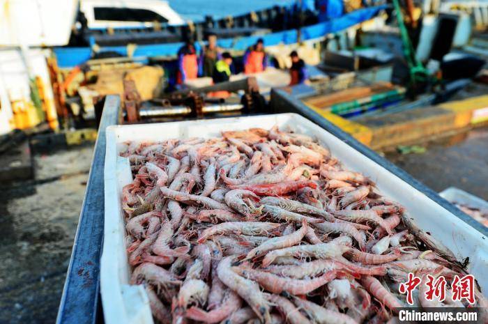 山东青岛渔民春捕忙螺虾丰满舱