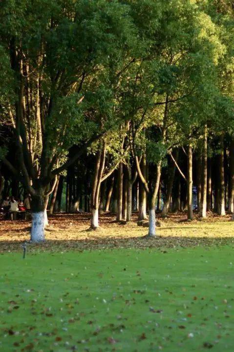 的记忆香樟树下是温医的诗篇年轮记录成长变迁你我青春永镌心间是直