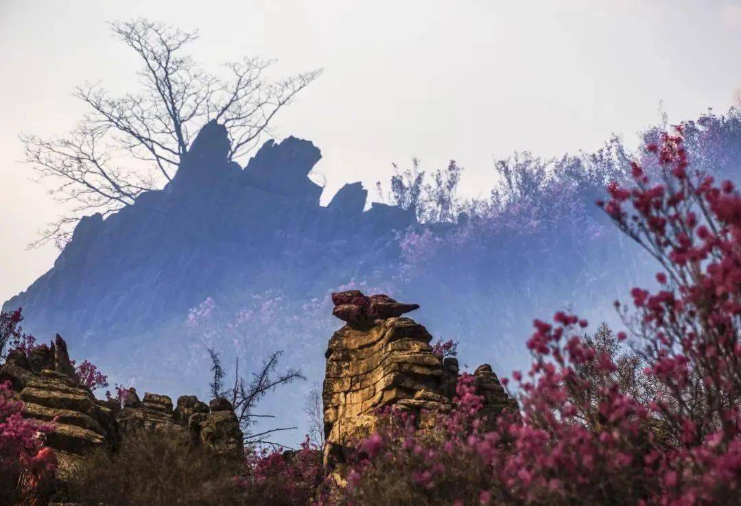 心体验龙年去松岭有龙的地方