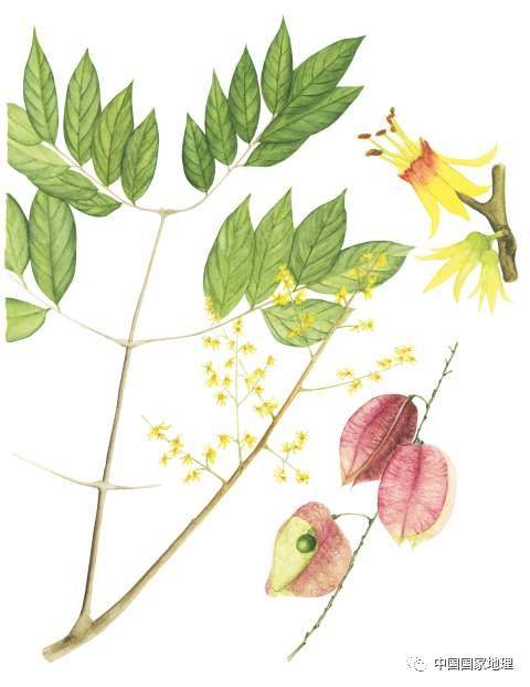 行道树_果实_树叶